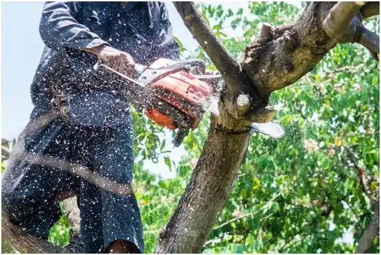 tree services Lake Murray of Richland